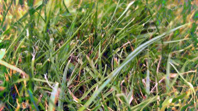Grass critter vibrations ( LSD )