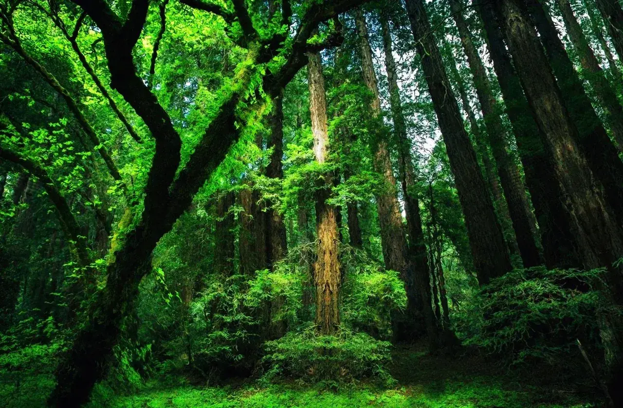 Trees!