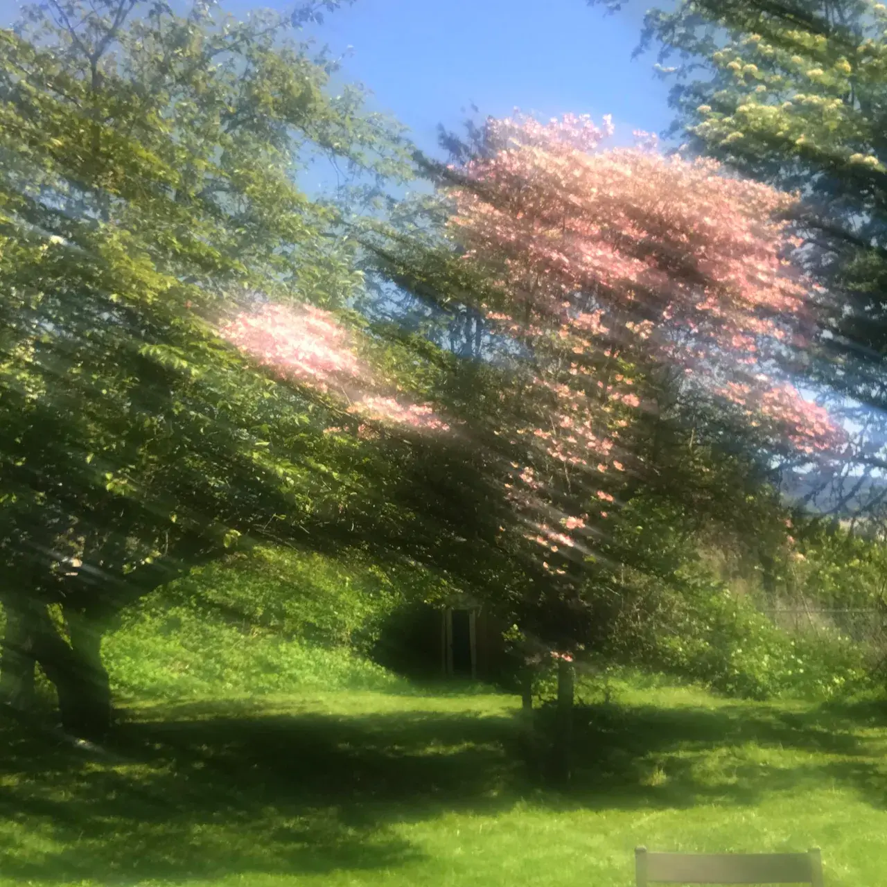 My front camera lenses made some cool shroom replications after leaving my phone out in the sun