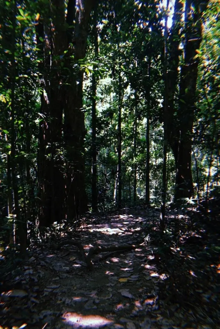 LSD 75ug - A walk in the forest