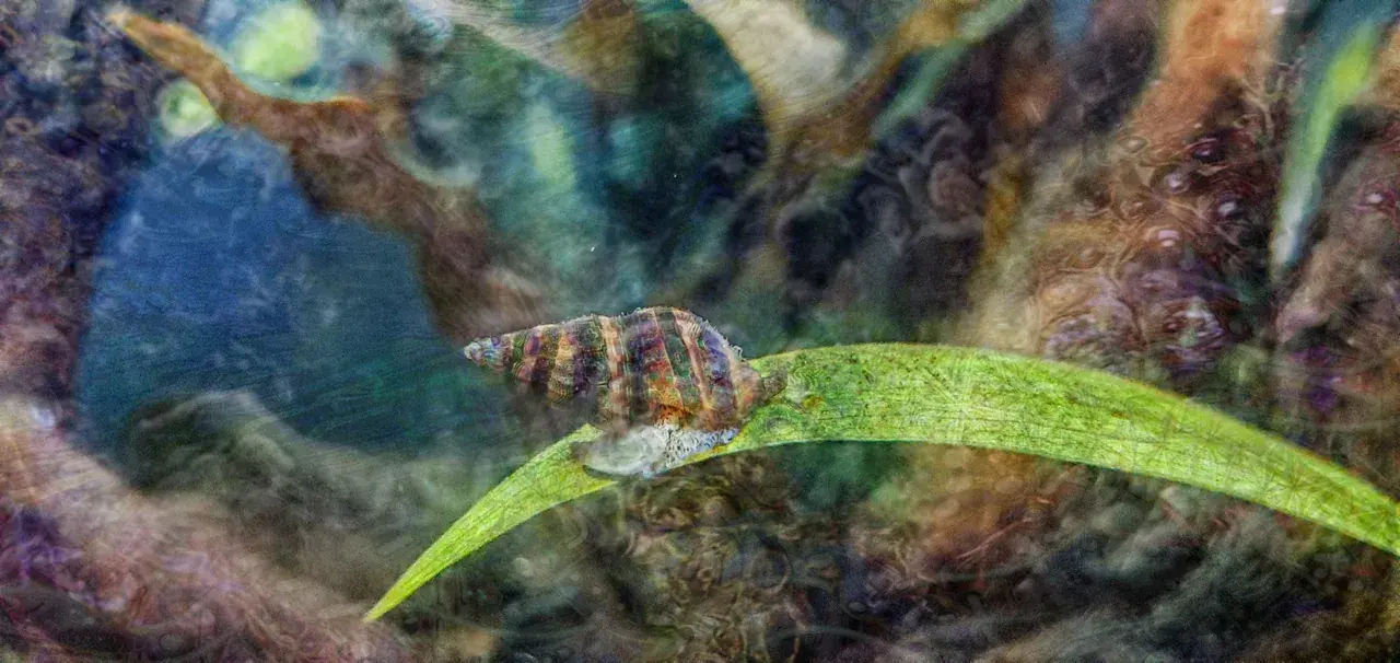 Do snails normally do this? <[OC]