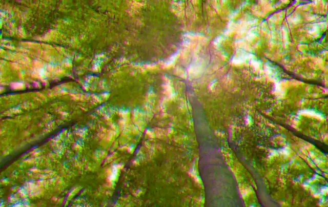 The Trees Are Melting