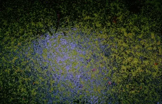 Looking at moss on water on a small dose of psychs