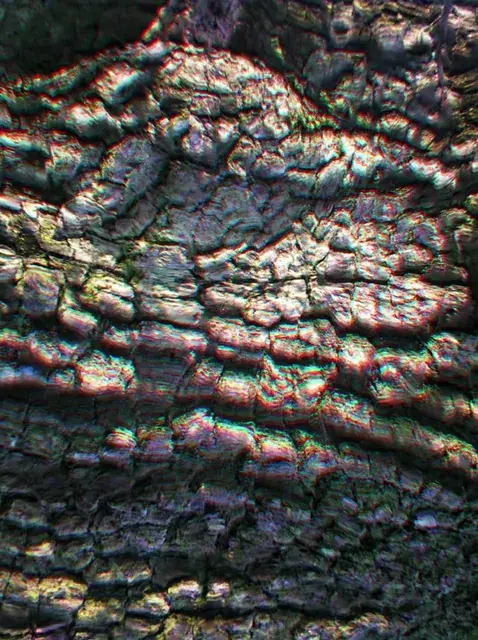 Pareidolia on mushrooms (seeing faces)