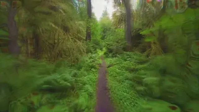 Synesthetic forest walk (Psychedelic replication)