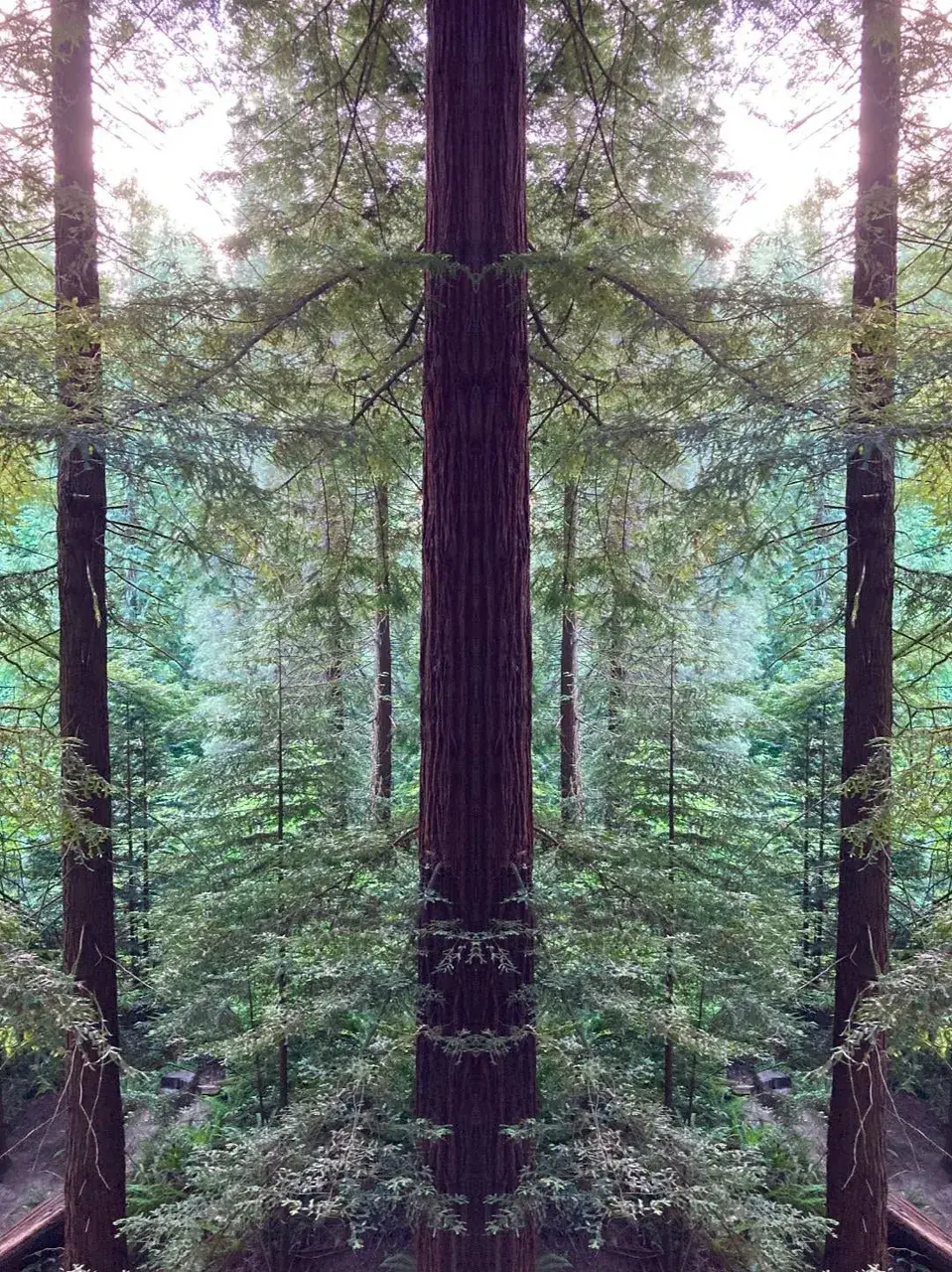 Redwood Replications. Symmetry and entity emergence.