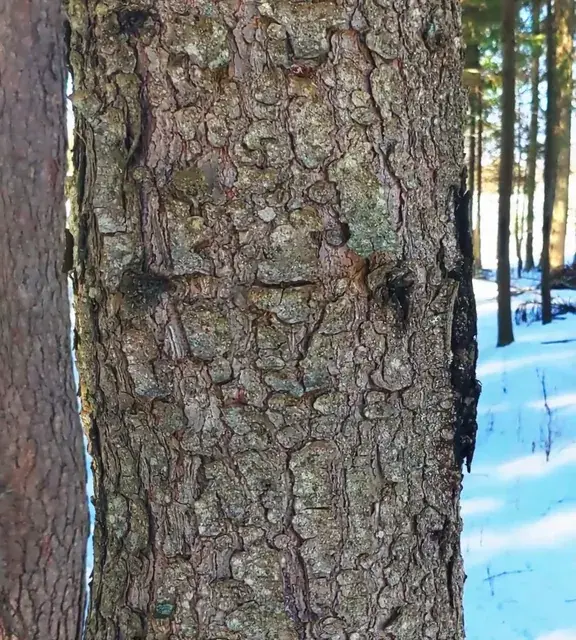 Tree Bark NFT