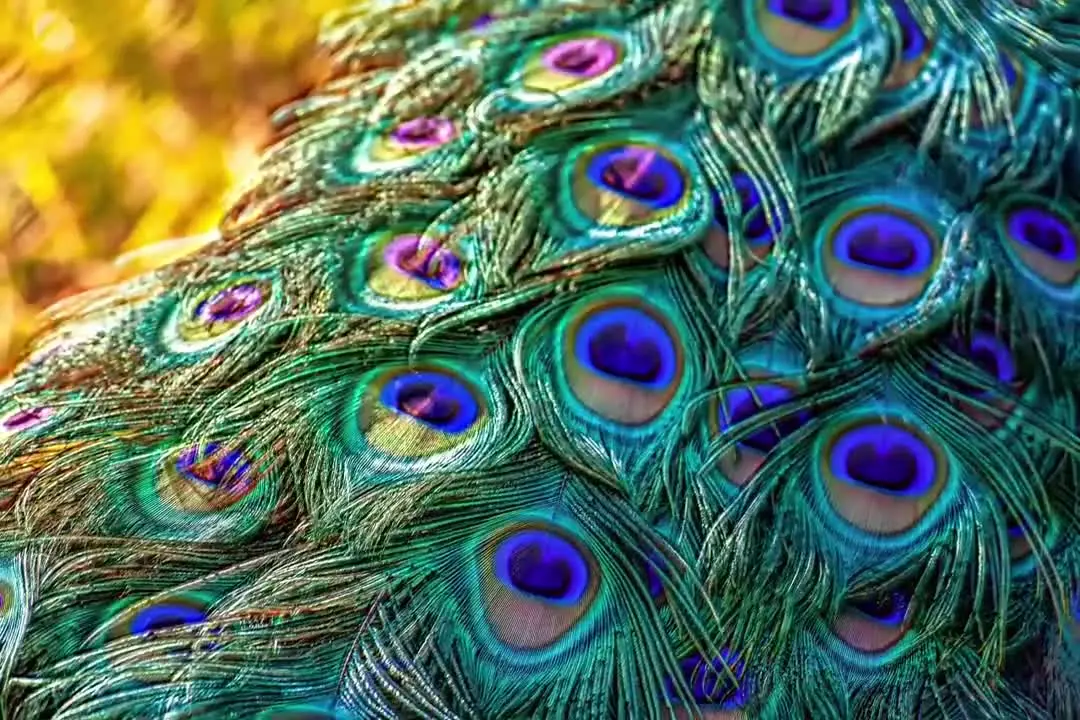 Shifting peacock feathers