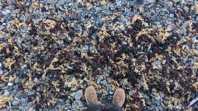 Ocean debris make my brain go whoosh