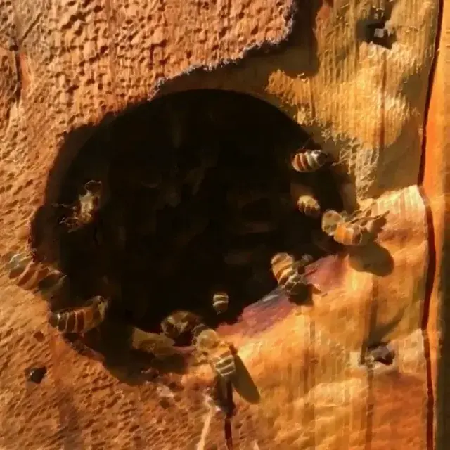 Bees. A hole in a tree. And that pure honeycomb
