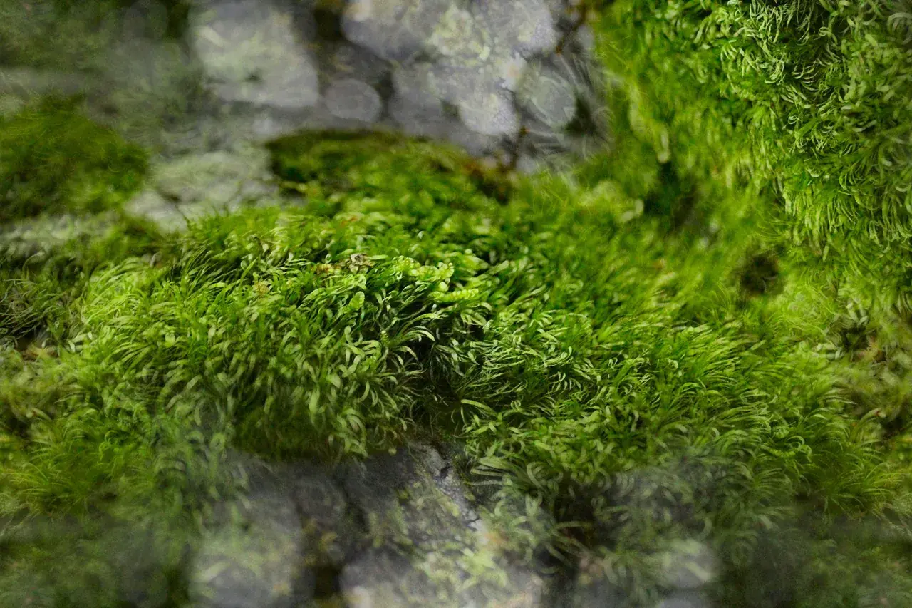 I see (and appreciate) your moss replication and raise you my own :)