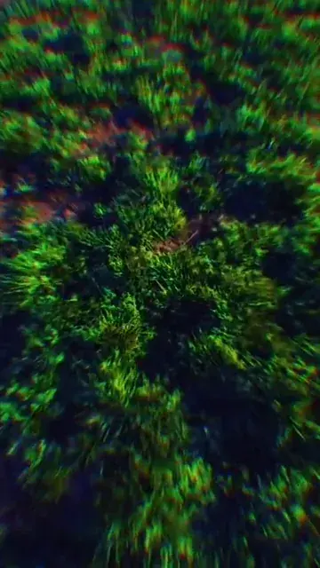 is the grass dancing or is it just me