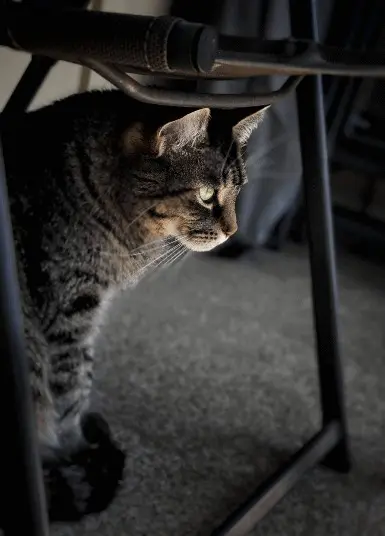 Animated my cat. It's like a great shroom trip.
