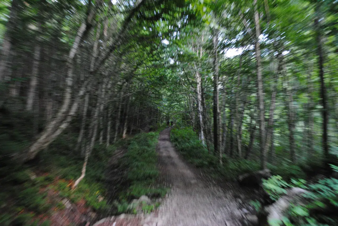 Forest vibes