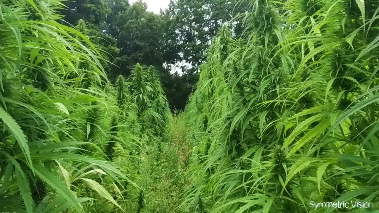 Getting lost in a Hemp Field