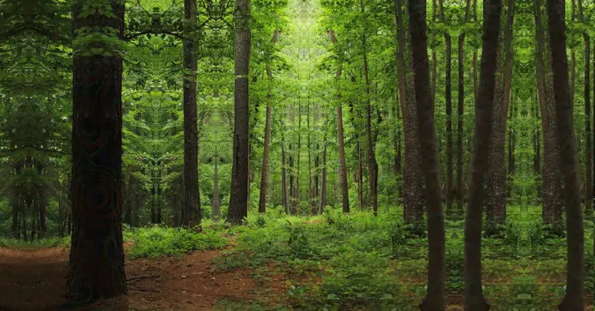 In The Woods on Ayahuasca