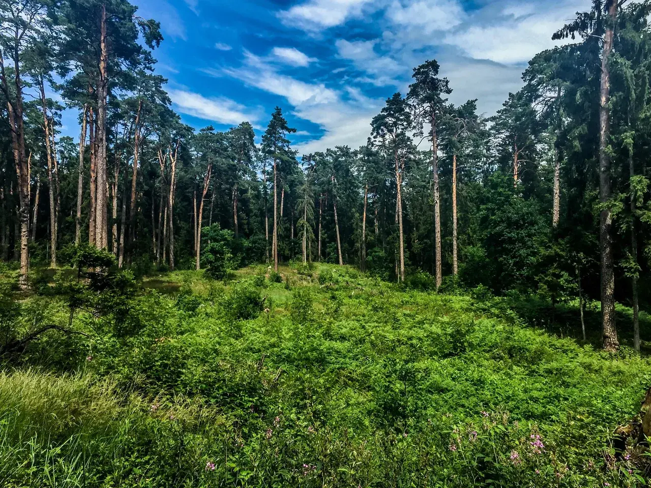 🌈Lysergamide forest🌈