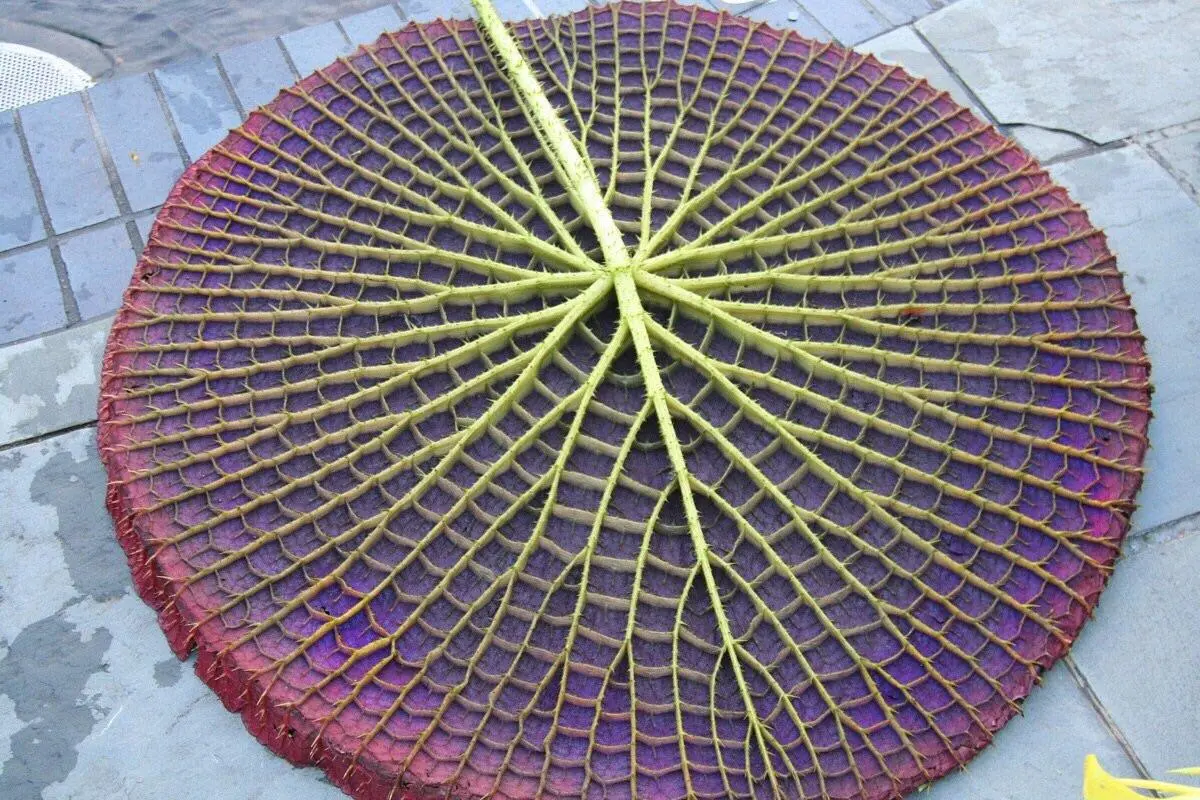 Bottom of a lily pad [x-post /r/interestingasfuck]
