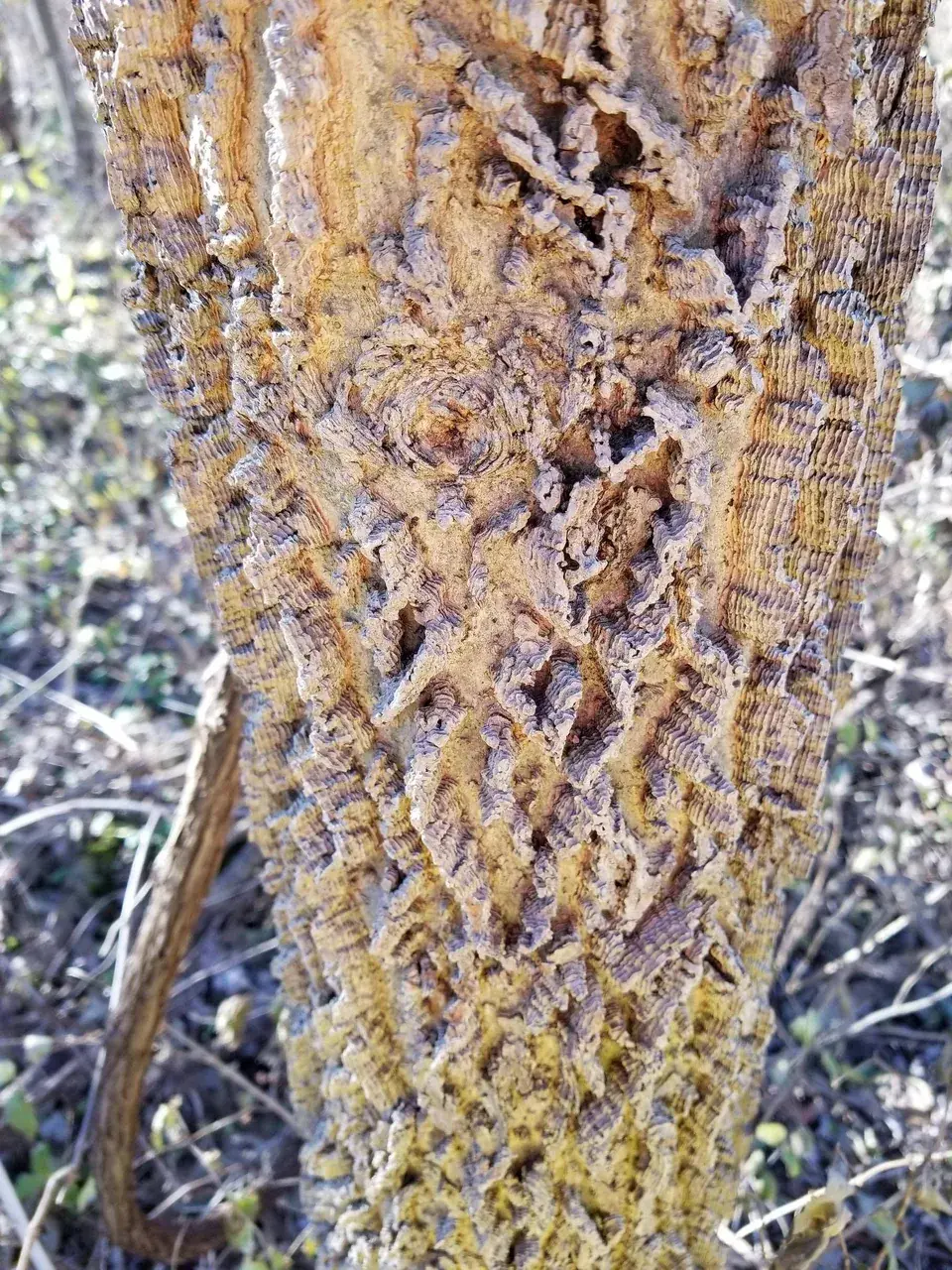 Hackberry tree bark.