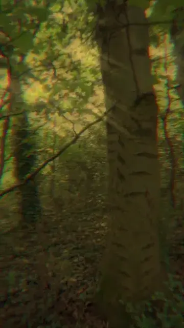 Wait trees have eyes?