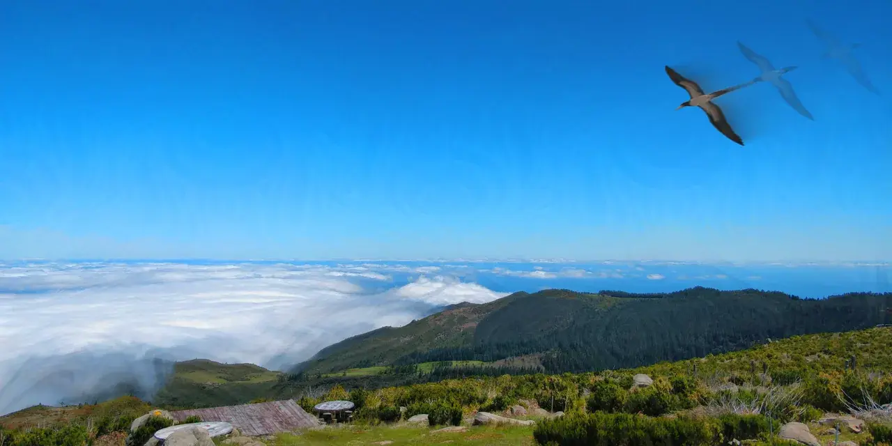 Above it all