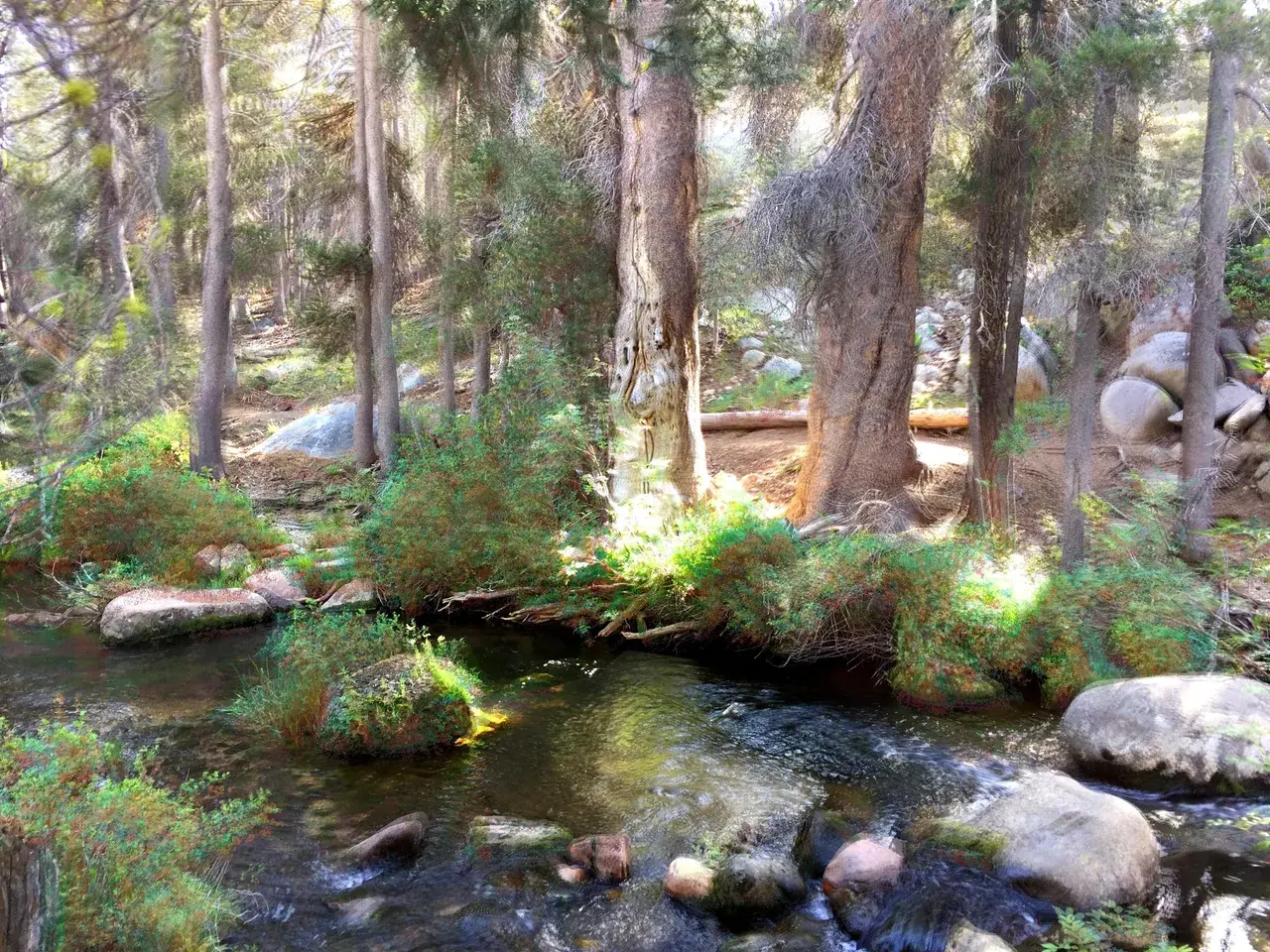 LSD in the Woods