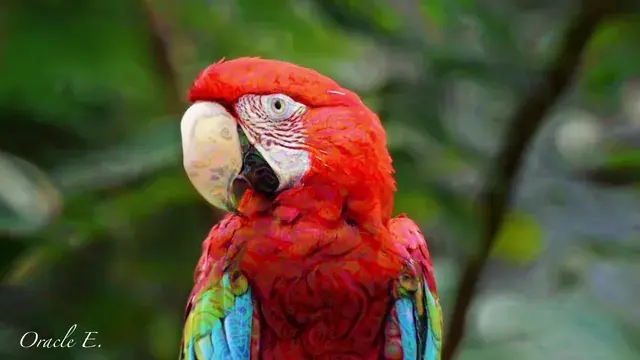 This parrot is waaaaacky