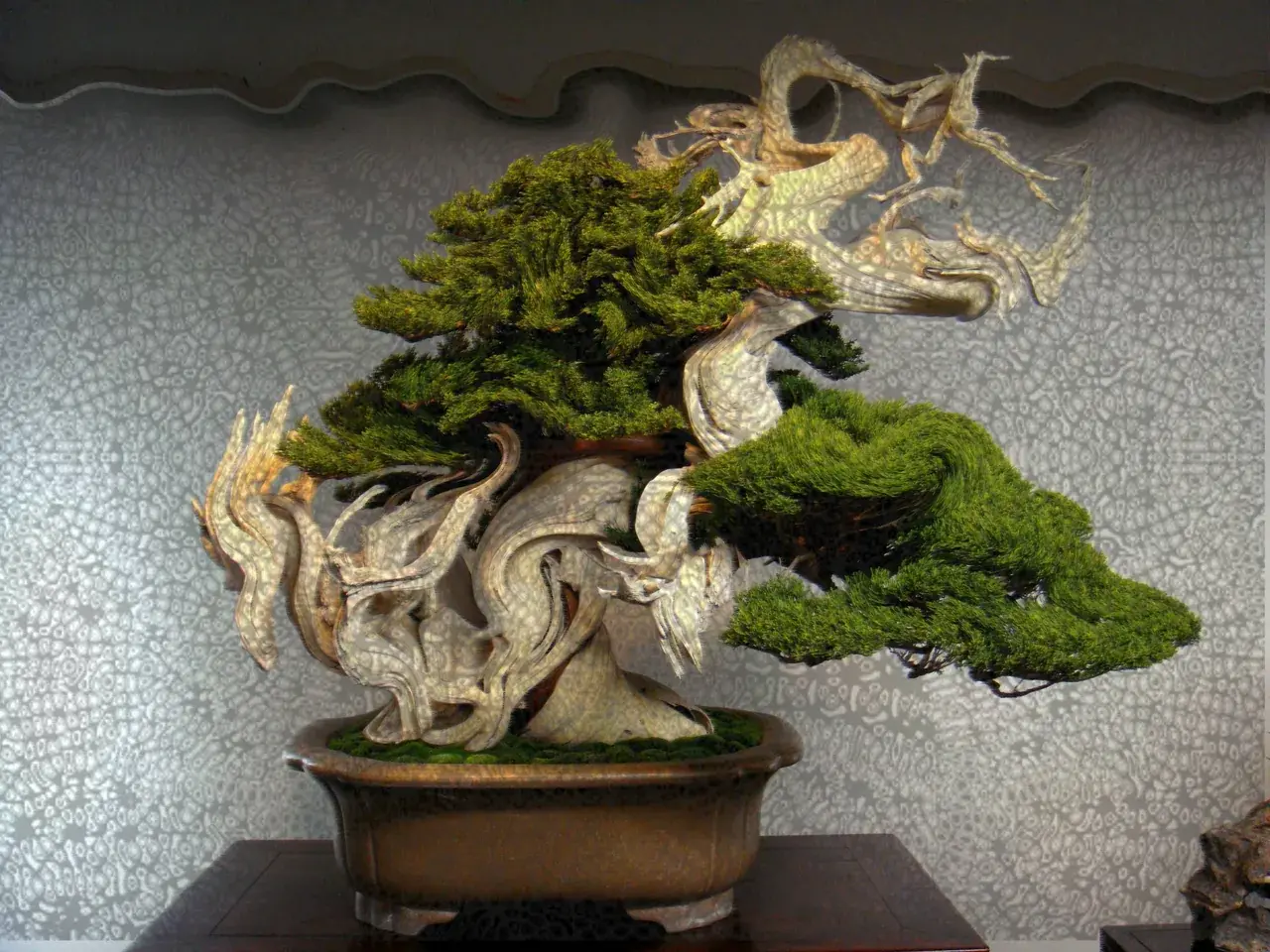 Shroomy bonzai tree