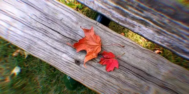 autumn leaves