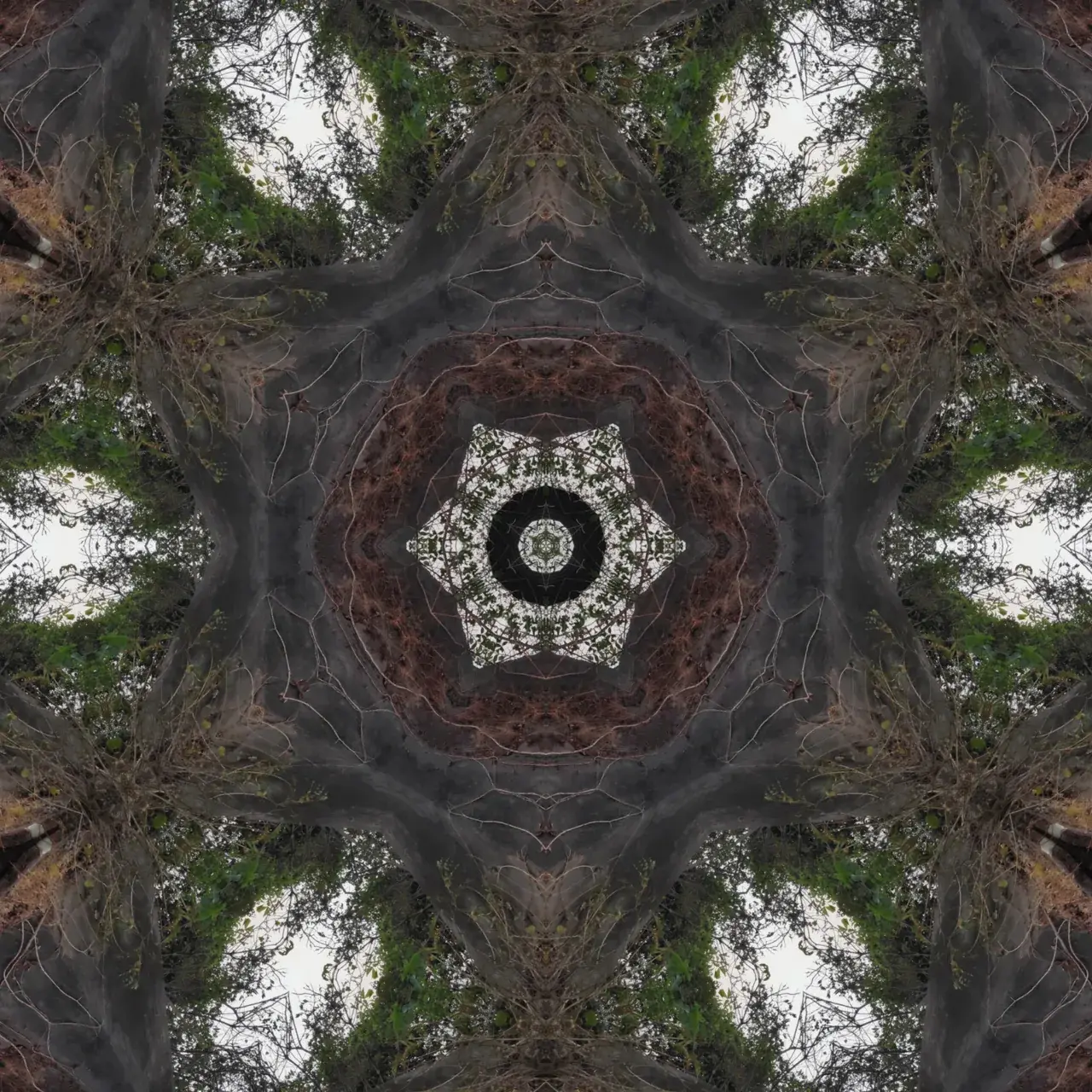 The forest