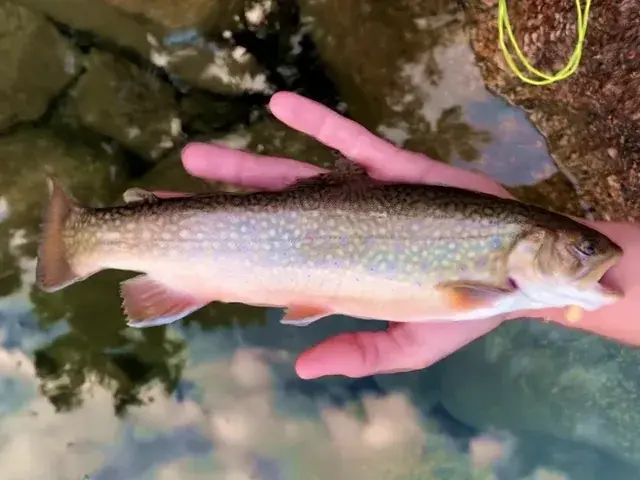 Trippy trout