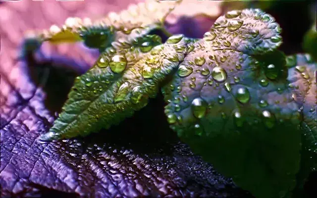 Mint