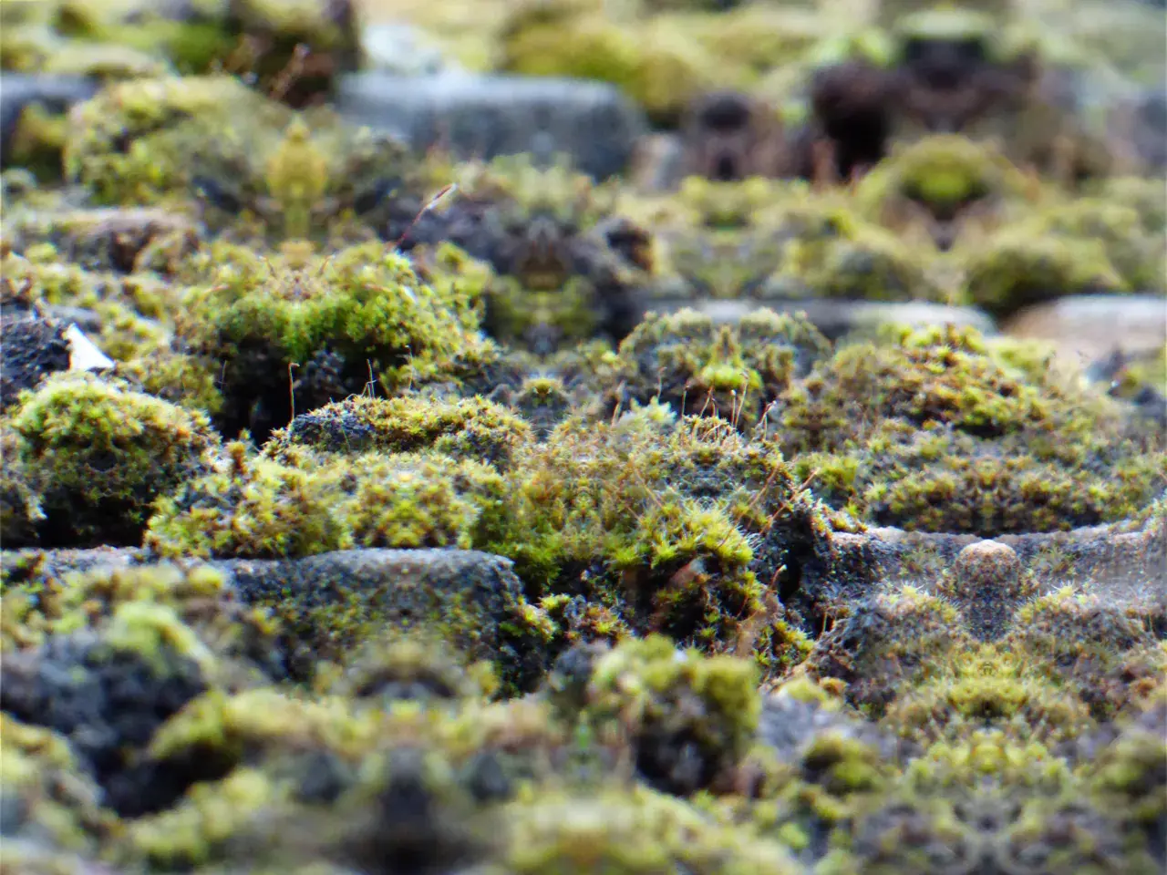 Mossy tiles 😮