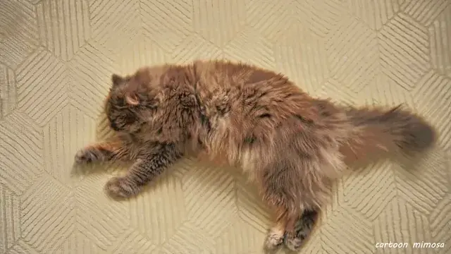 What’s up with this cat?