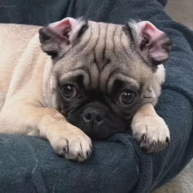 LSD visuals of my dog