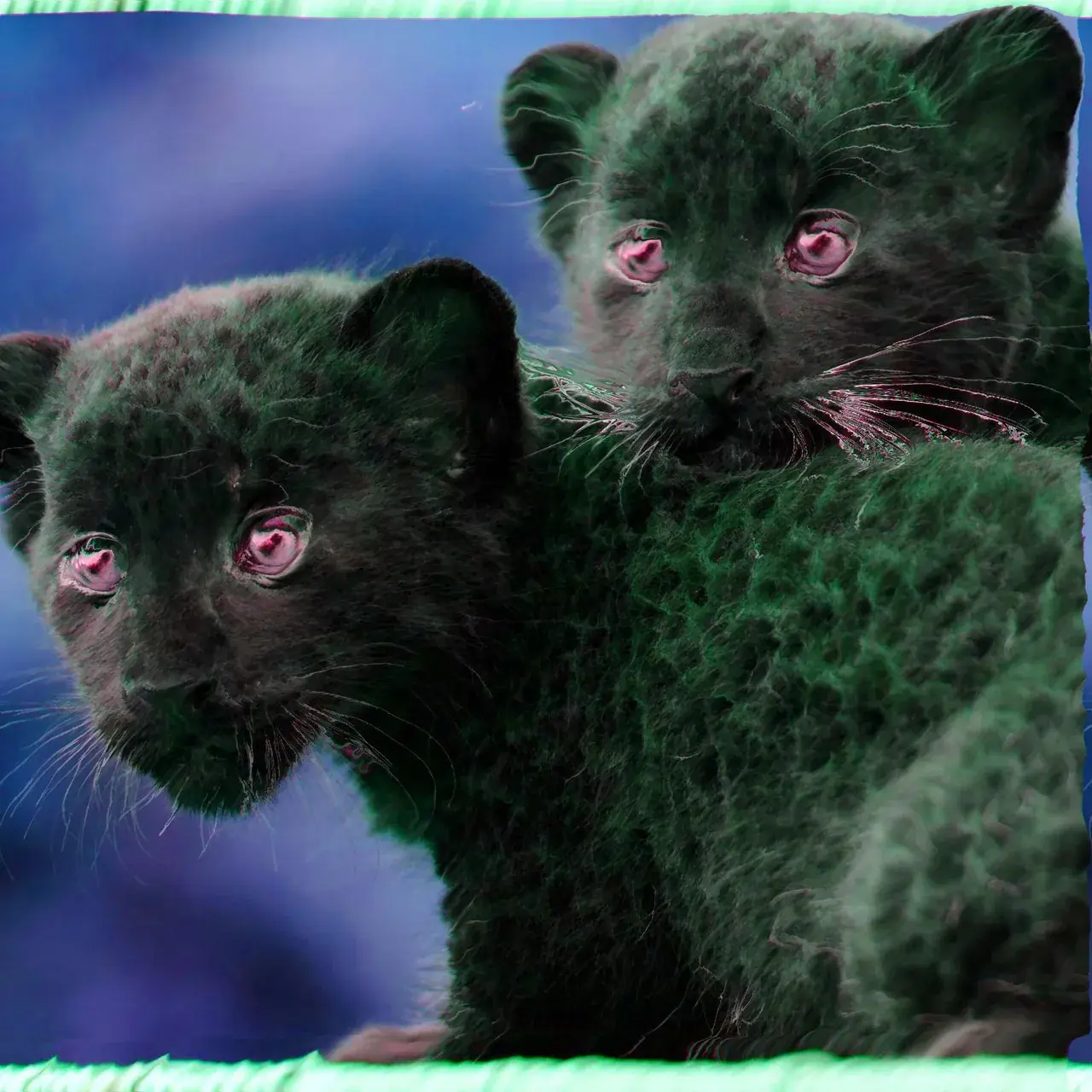 Trippy Black Panther Kittens