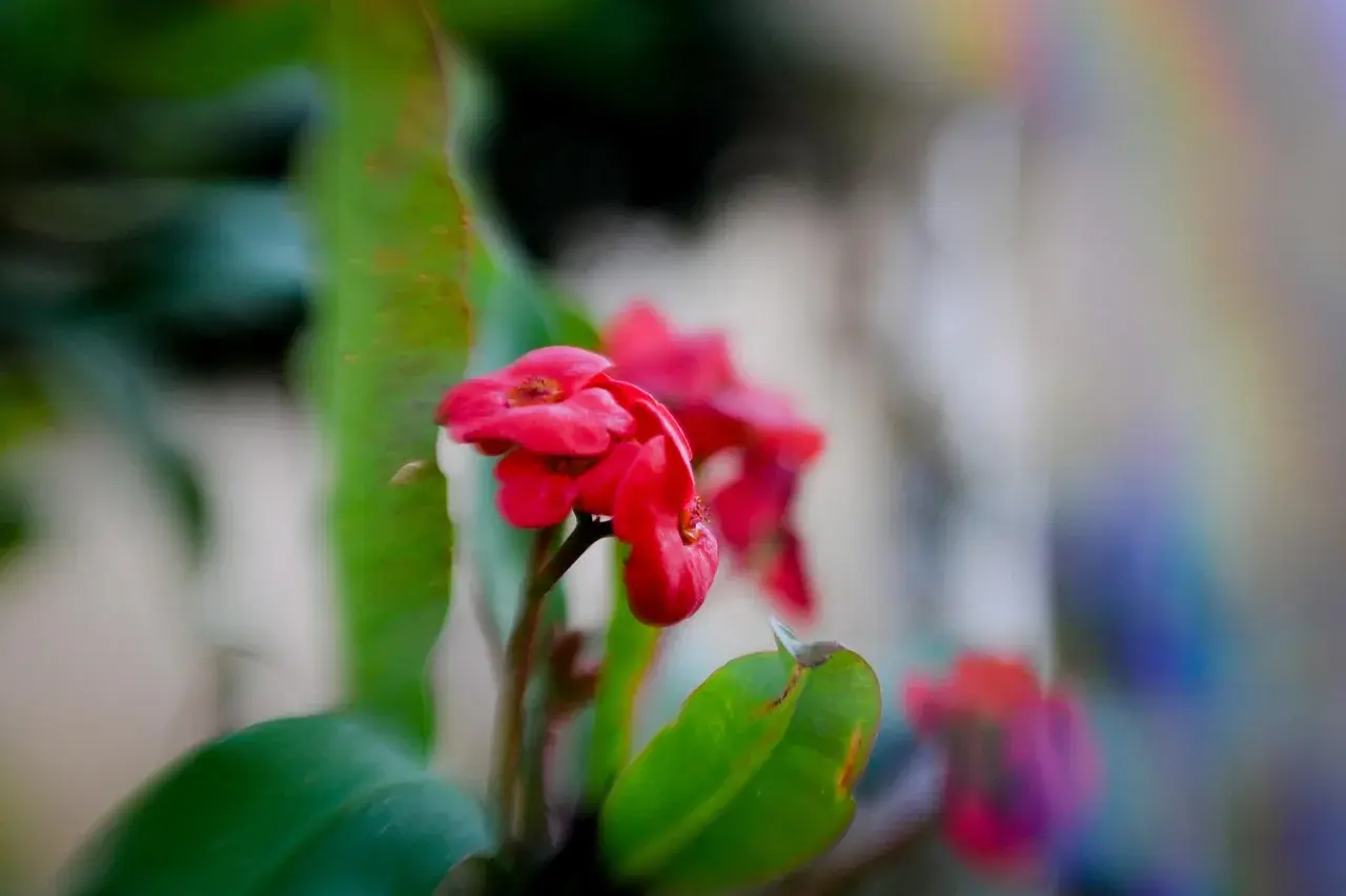 garden walks