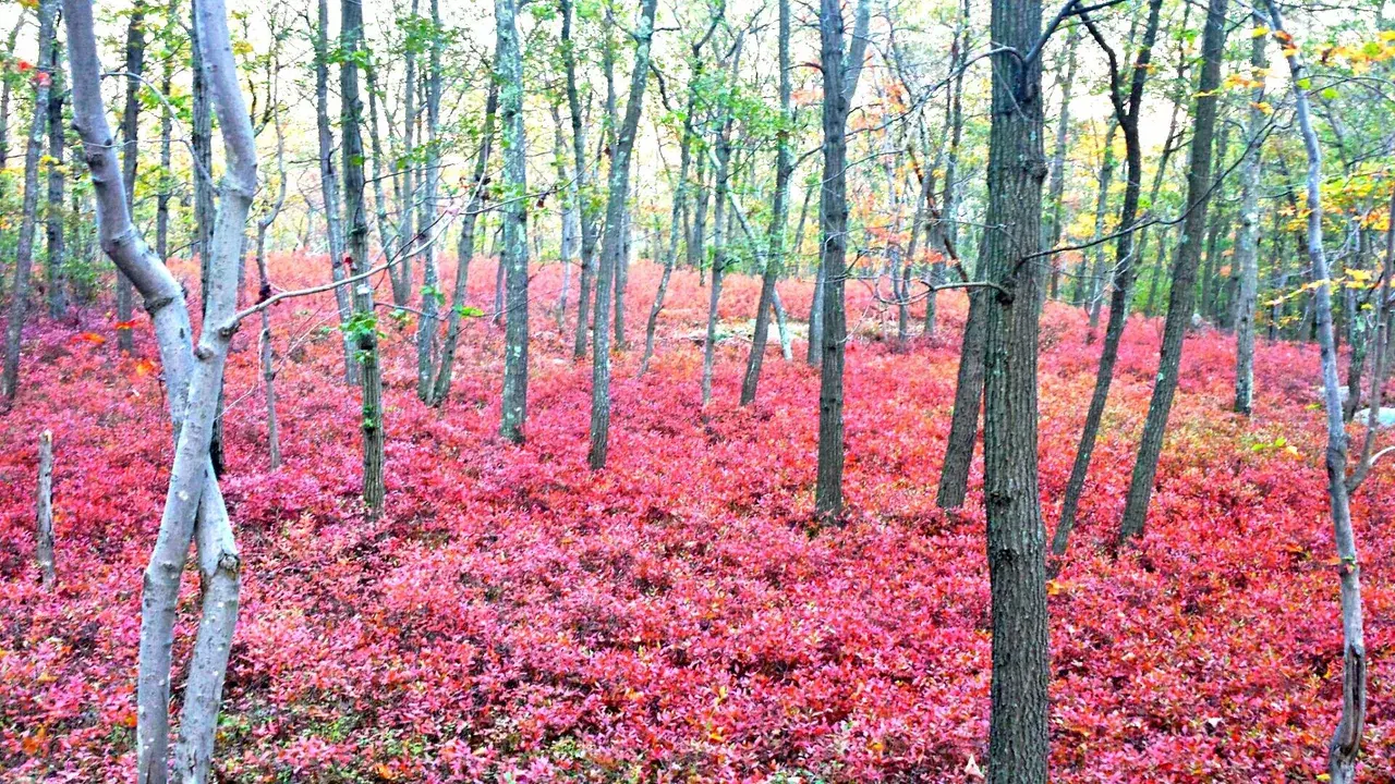 The whole forest was glowing on my shroom hike the other day