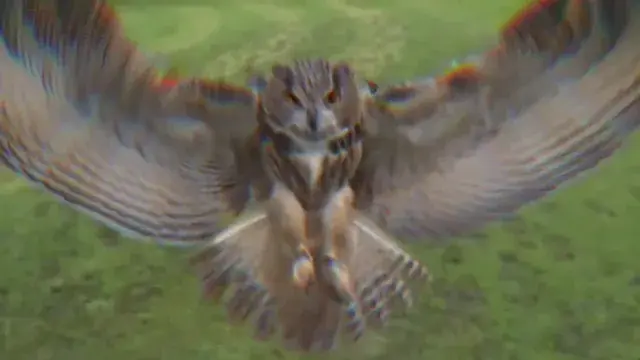 The owls see at night