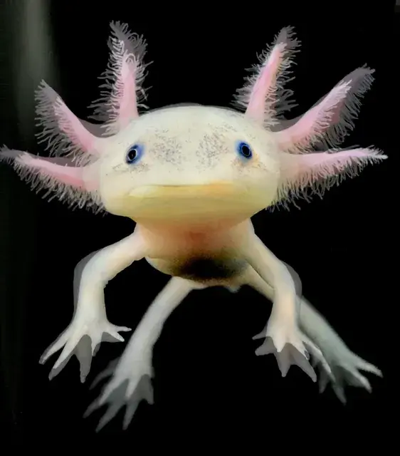 Axolotl
