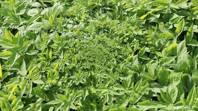 Keta Leaf