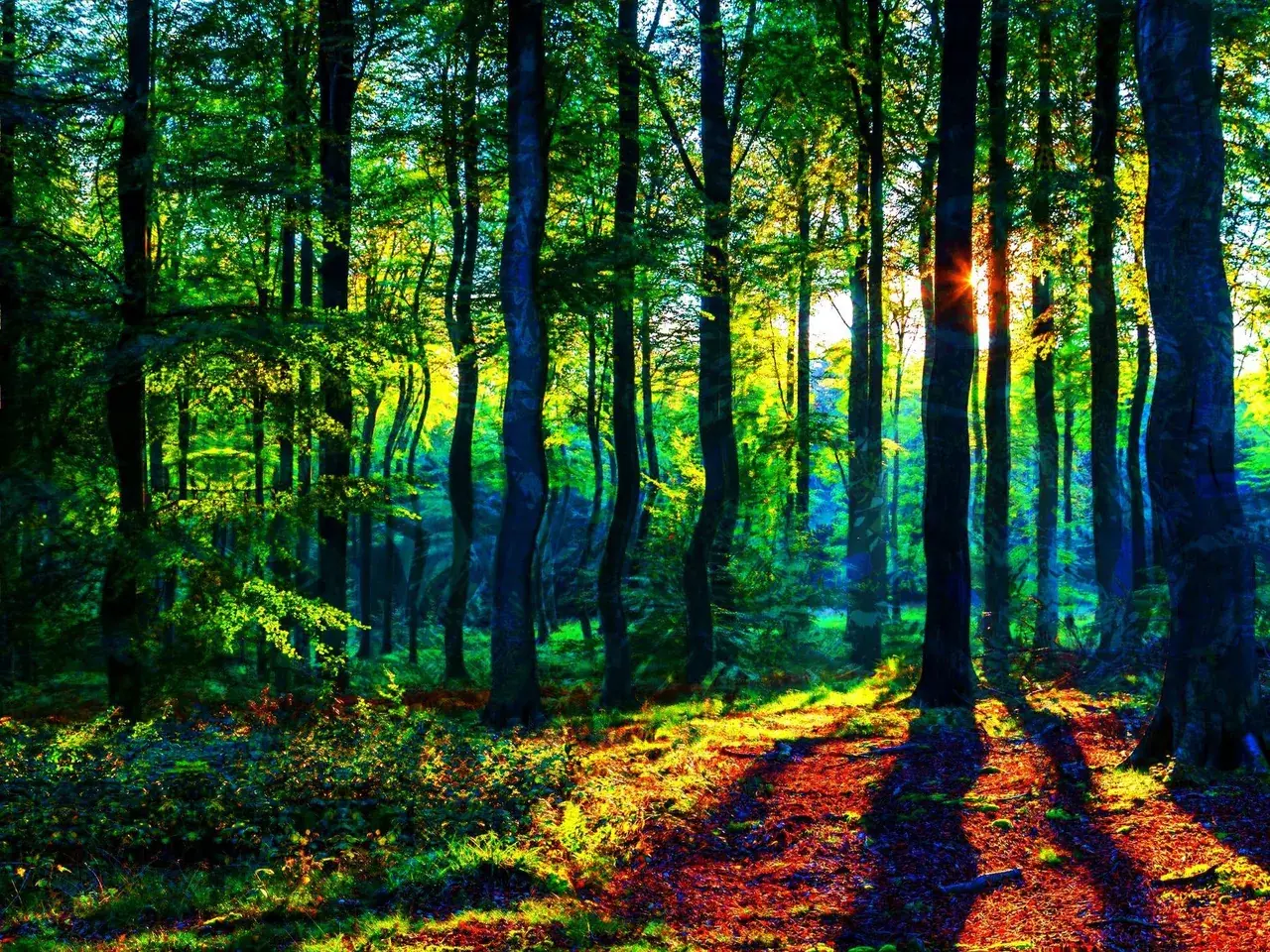 mushroom forest