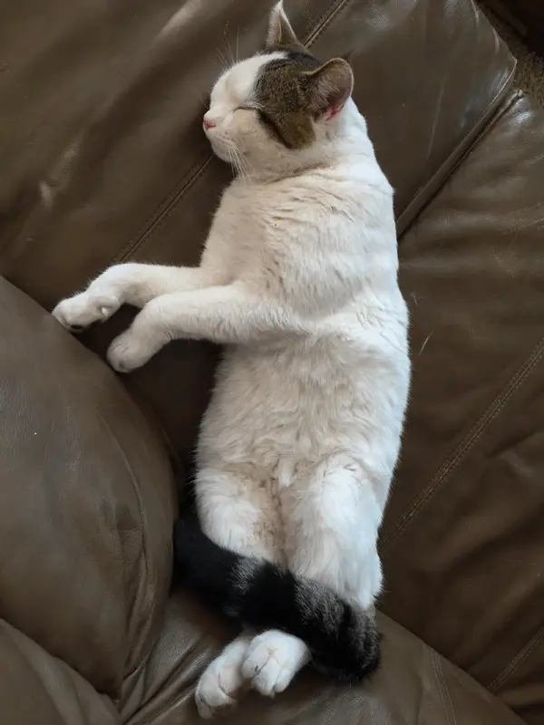 Drifting Cat
