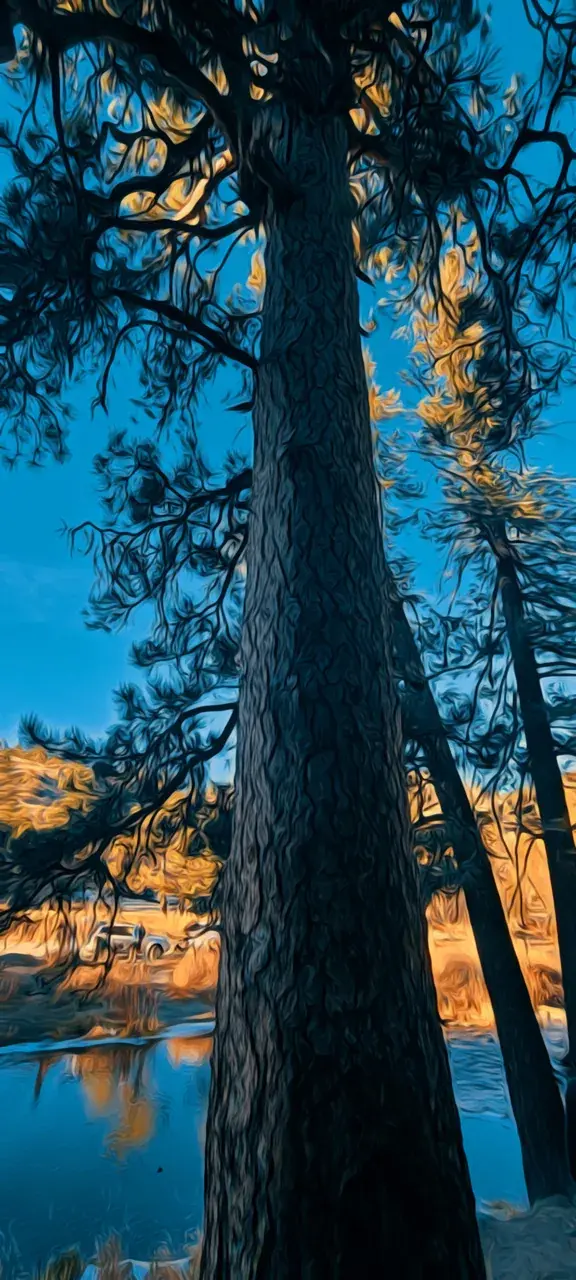 Psilocybin Tree Gazing