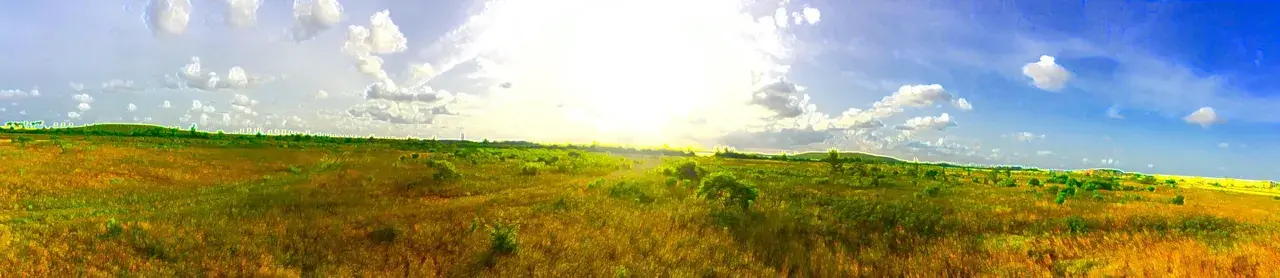 Shroom vision