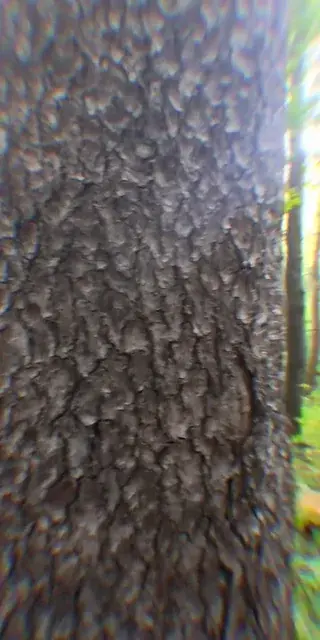 Mother nature's son