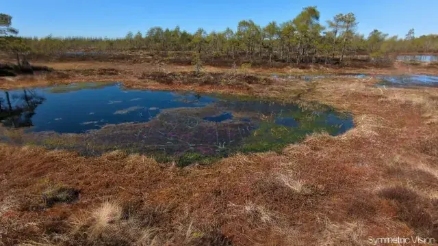 This swamp is trying to pull me back into hyperspace