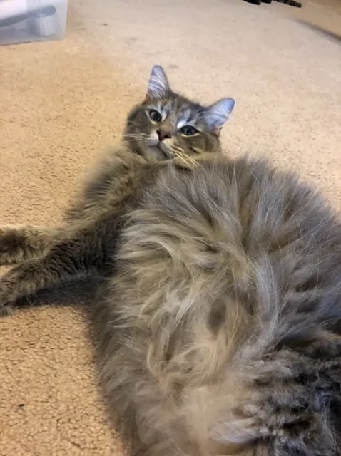 Saw a similar post the other day, but I made a visual of what my cat looks like on L.