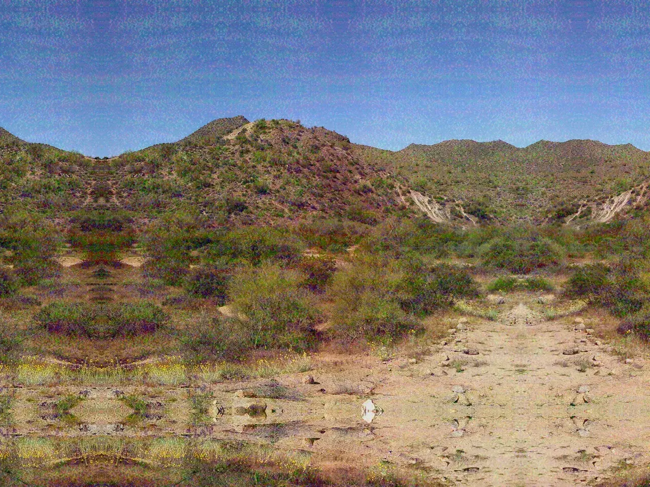 A Little Bit of DMT in The Desert