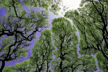 Trippy Tree Tops
